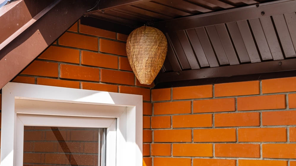 קן צרעות נייר מזויף תלוי ליד דלת