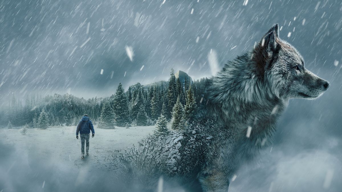 A stylized picture of a wolf, merged with a a man walking into a snowy wilderness to explain how to watch
