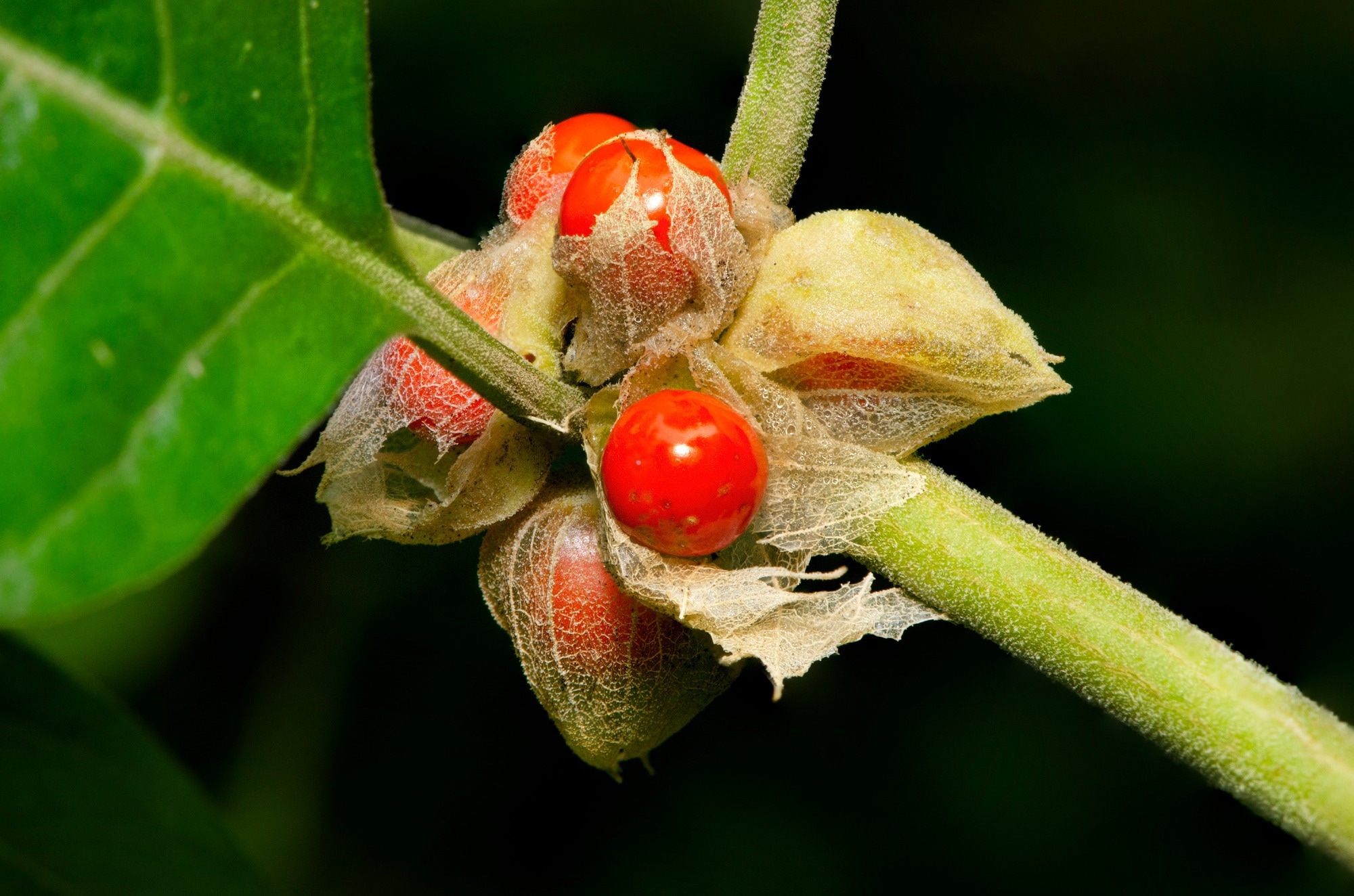 Study: Acute and Repeated Ashwagandha Supplementation Improves Markers of Cognitive Function and Mood. Image Credit: Bankim Desai / Shutterstock