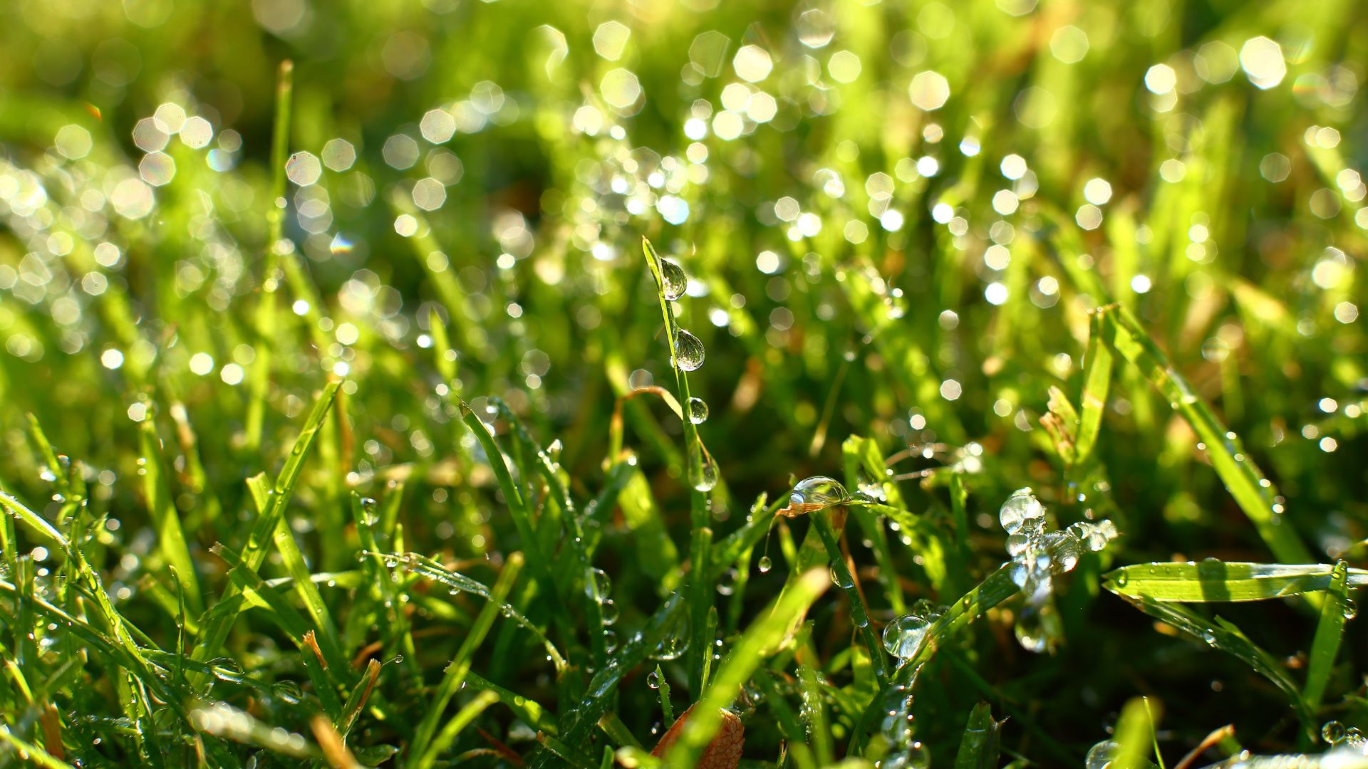 צילום מקרוב של דשא רטוב