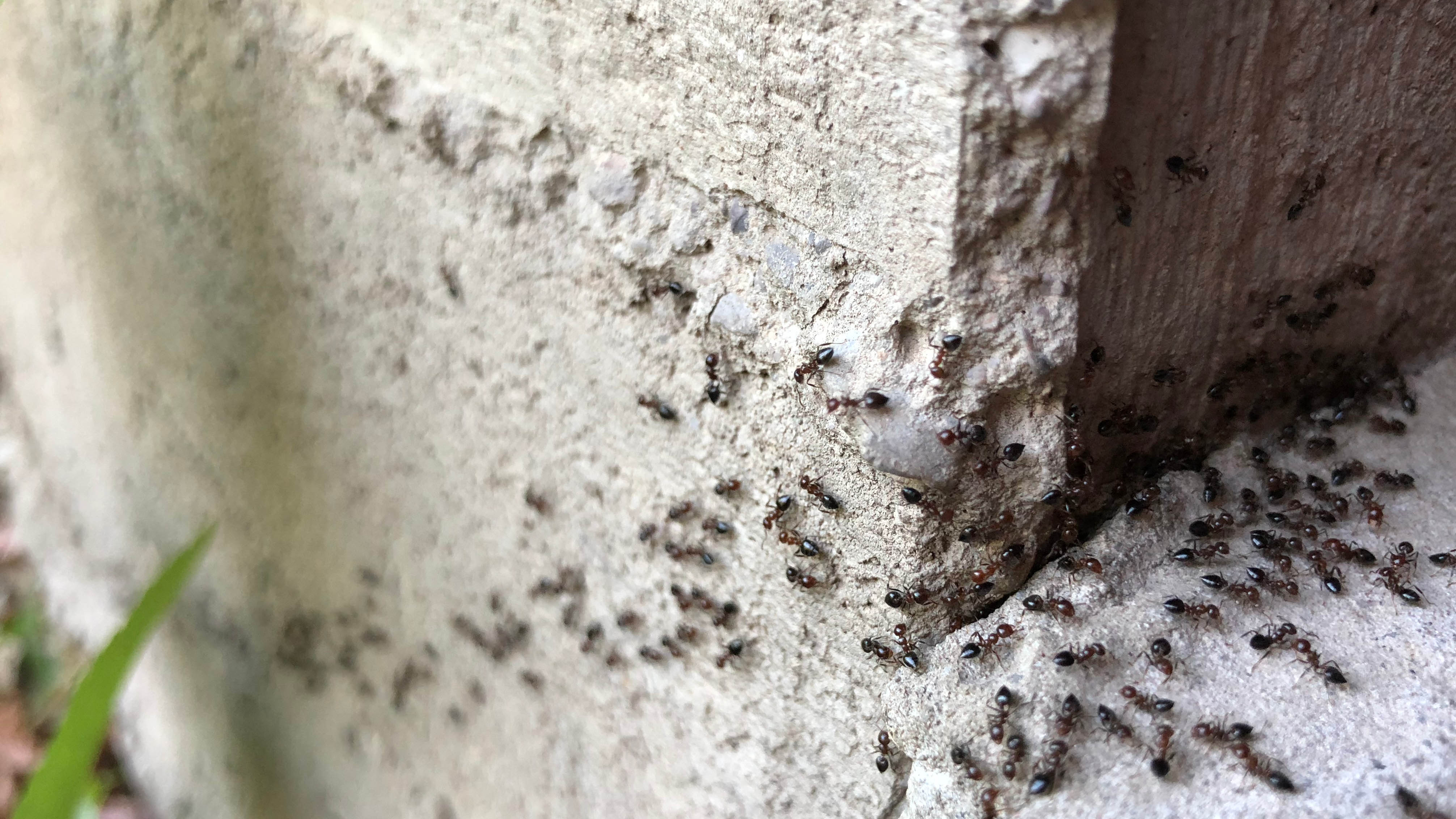 נמלים זוחלות מעל קיר בחוץ