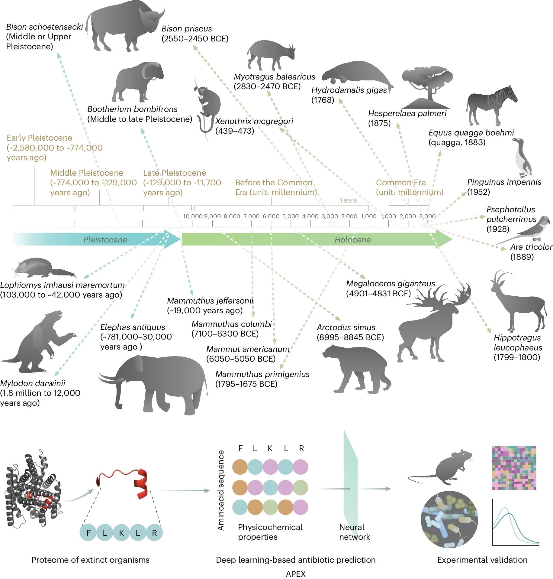 Molecular de-extinction of antibiotics from ancient proteomes using deep learning. All available proteomes of extinct organisms were mined by APEX, our deep learning algorithm. Amino acid sequences ranging from 8 to 50 amino acid residues within proteins from extinct organisms were inputted into multitask deep learning models that trained on both public and in-house peptide data to evaluate the potential antimicrobial activity. The highest ranked peptides based on predicted antimicrobial activities were then selected and thoroughly characterized against clinically relevant pathogens both in vitro and in animal models. The mechanism of action, physicochemical features and synergistic interactions of these peptides were also assayed. The dates report the approximate extinction date or period for the organisms studied. The protein and peptide structures shown in the figure were created with PyMOL Molecular Graphics System, version 2.1 Schrödinger, LLC.