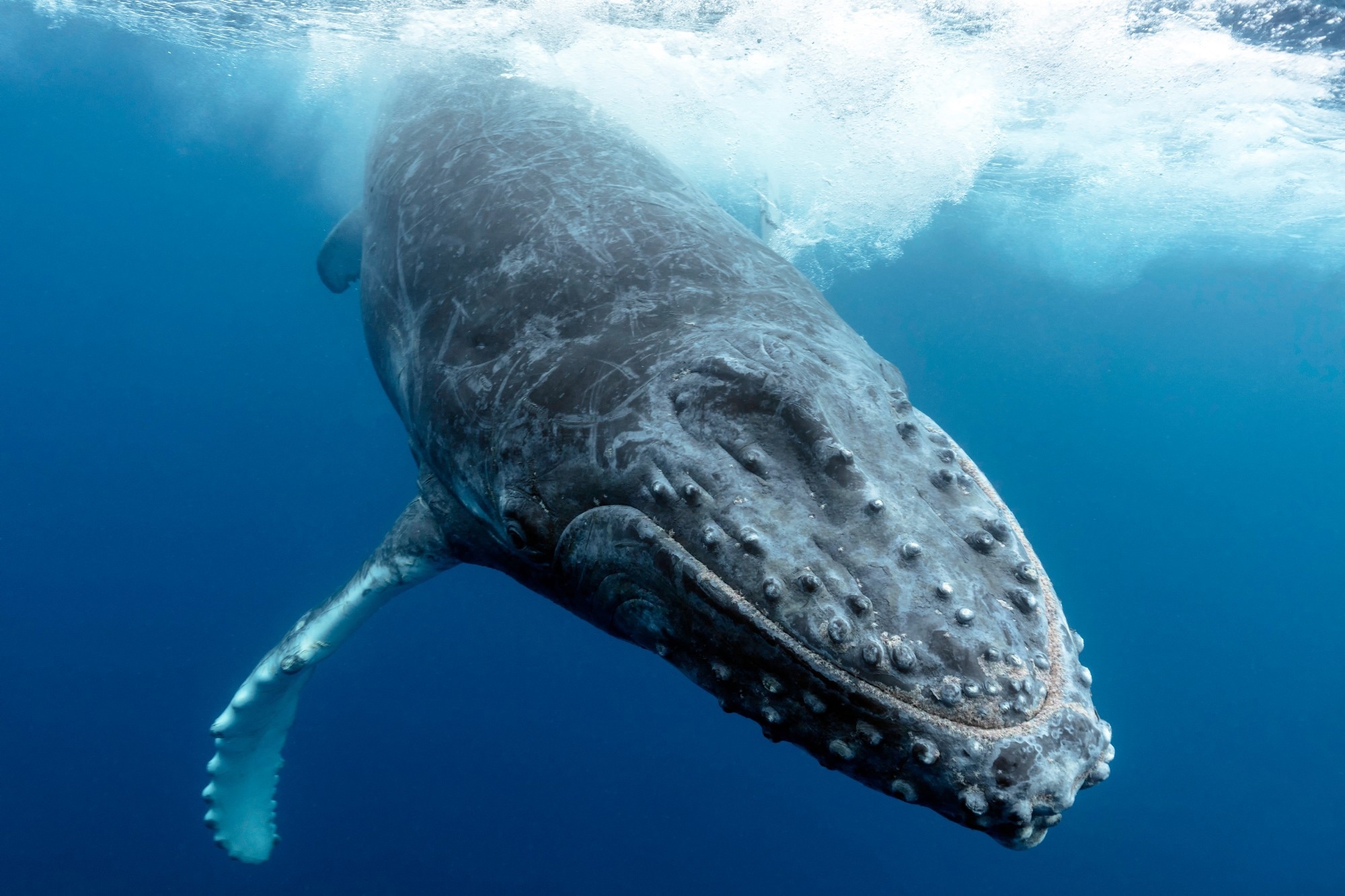 Study: Epigenetic predictors of species maximum life span and other life-history traits in mammals. Image Credit: Craig Lambert Photography / Shutterstock
