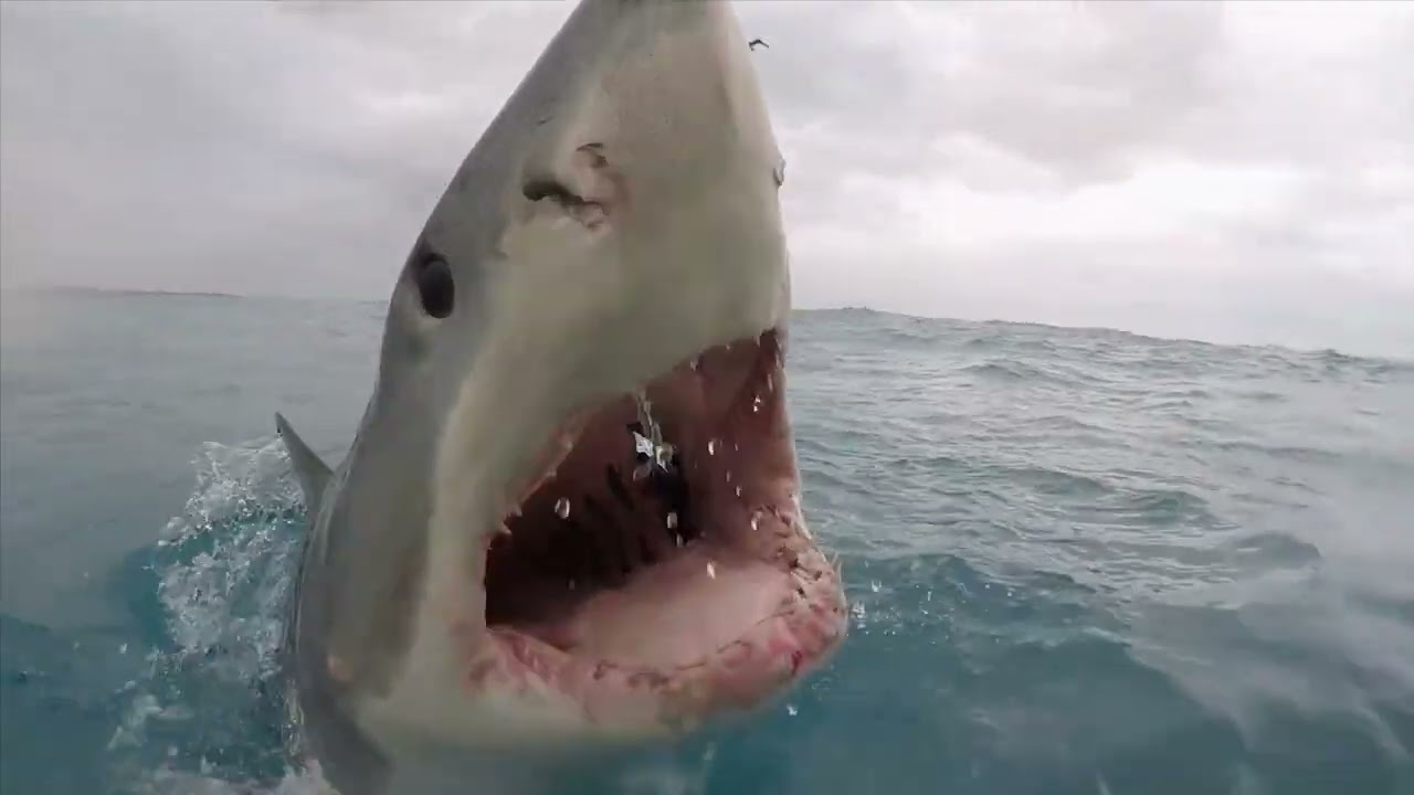 Sharkfest - מתחיל ב-1 ביולי - YouTube