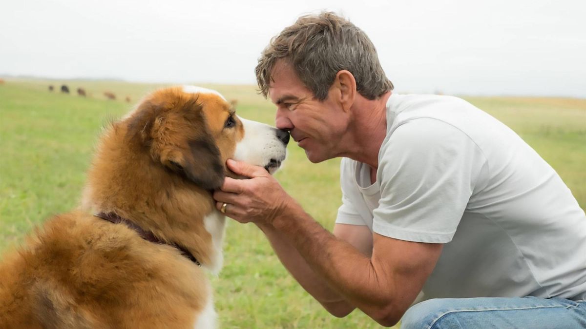 Dennis Quaid as Ethan Montgomery in "A Dog