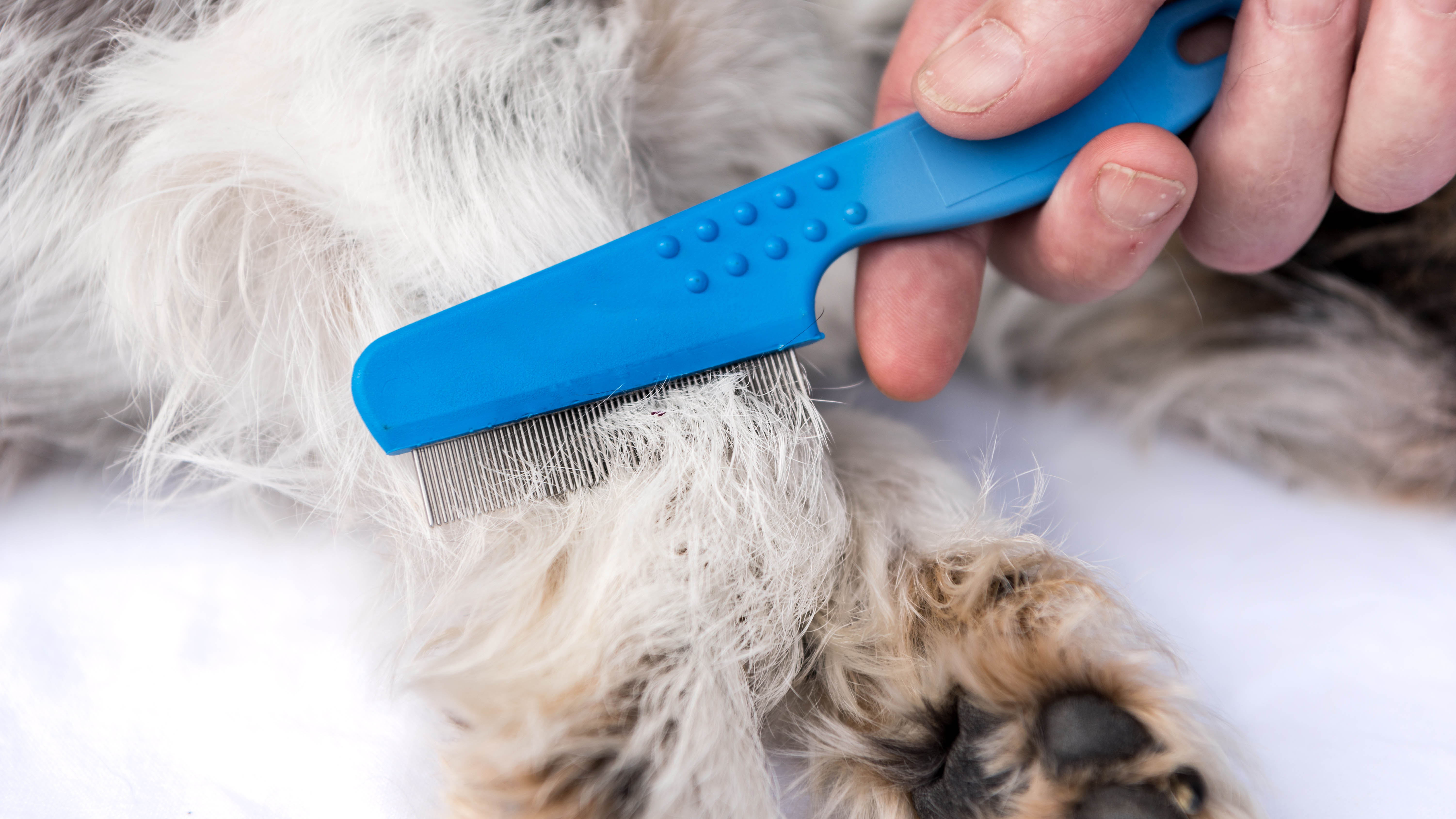 מסרק פרעושים המסרק את פרוות חיית המחמד