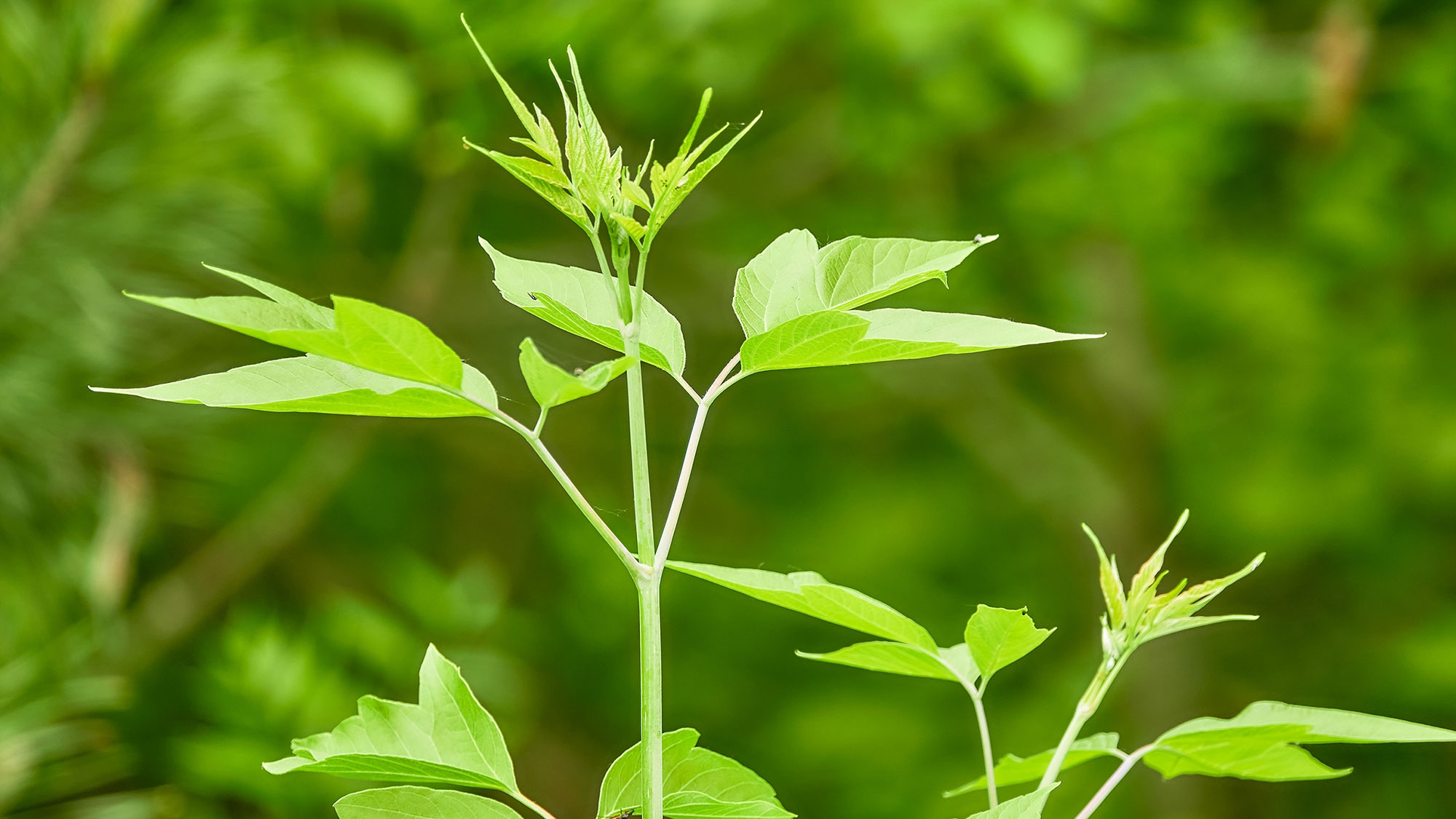 תיבה עלי סמבוק