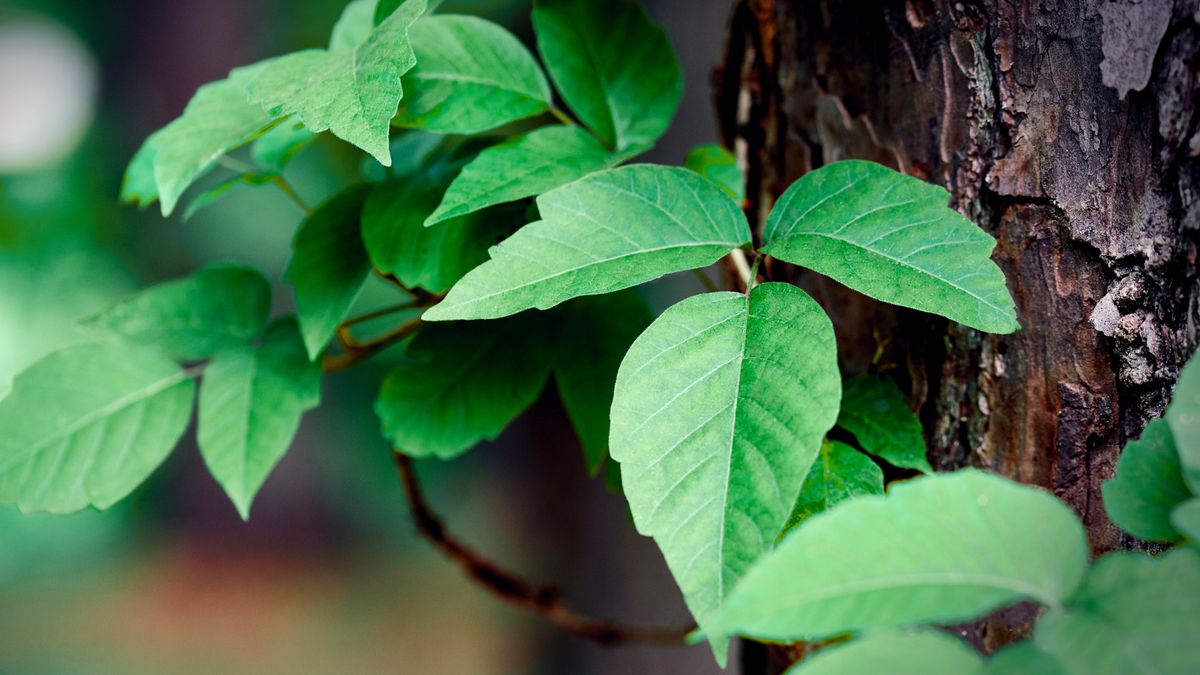 Poison ivy growing on a tree