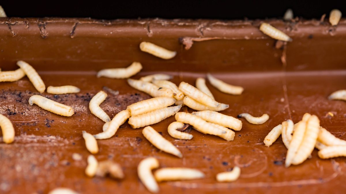 Disinfecting garbage can