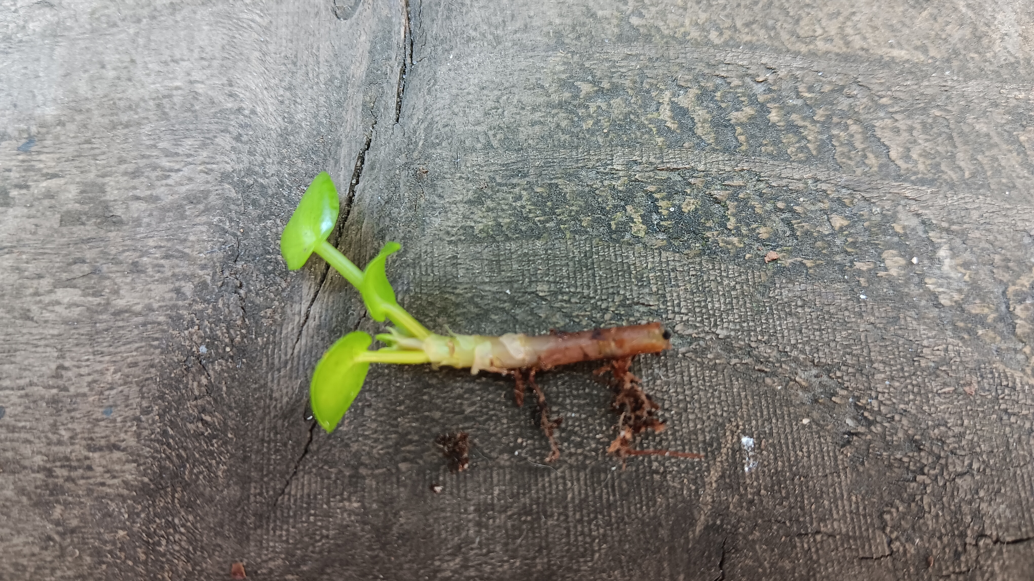 חיתוך צמח כסף סיני מראה מערכת שורשים