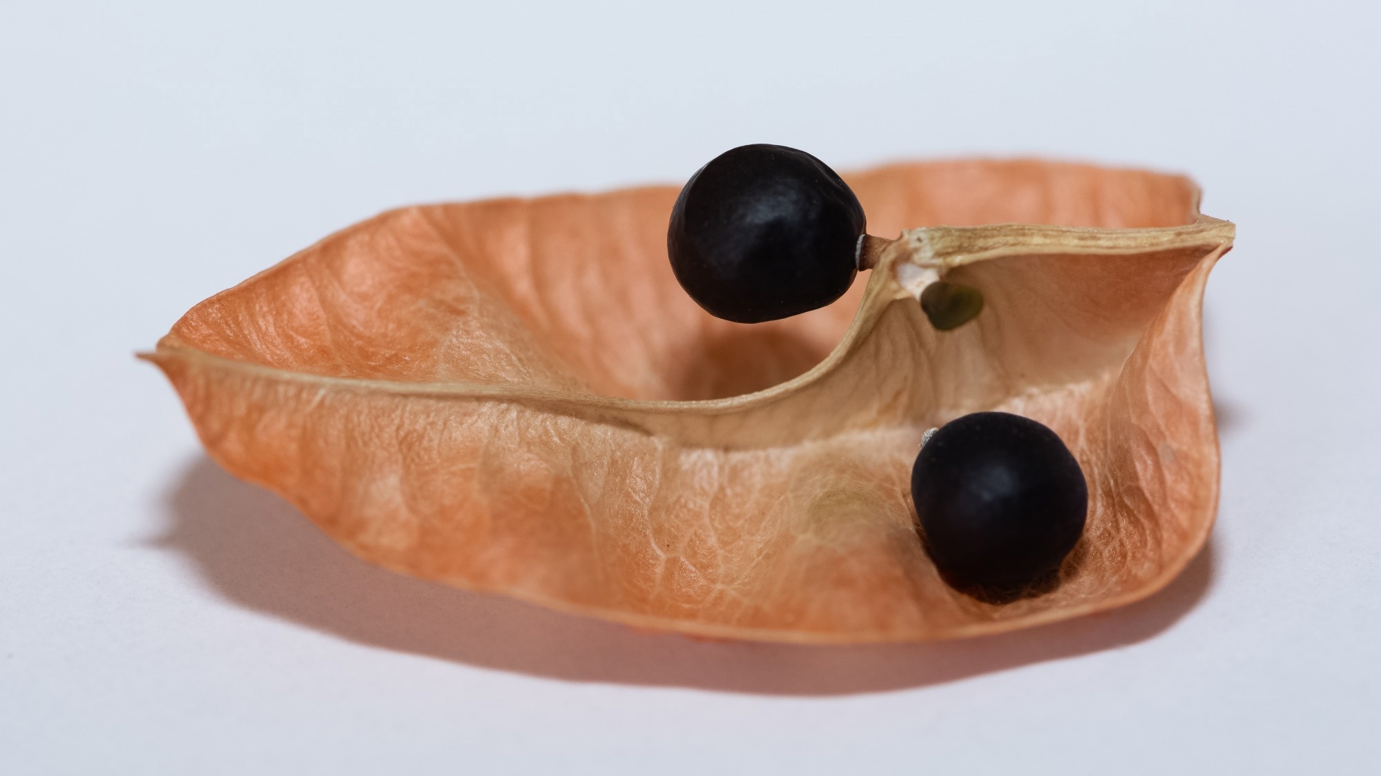 Quillaja saponaria, עץ קליפת הסבון או קליפת הסבון, הוא עץ ירוק עד במשפחת ה-Quillajaceae.  קרדיט תמונה: Akif CUBUK / Shutterstock