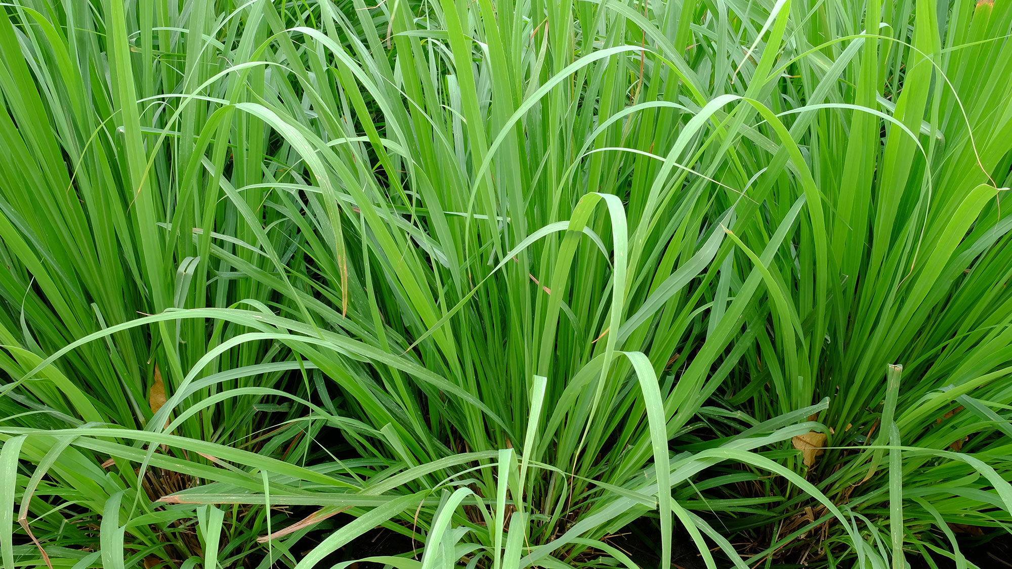 עשב לימון גדל בחוץ