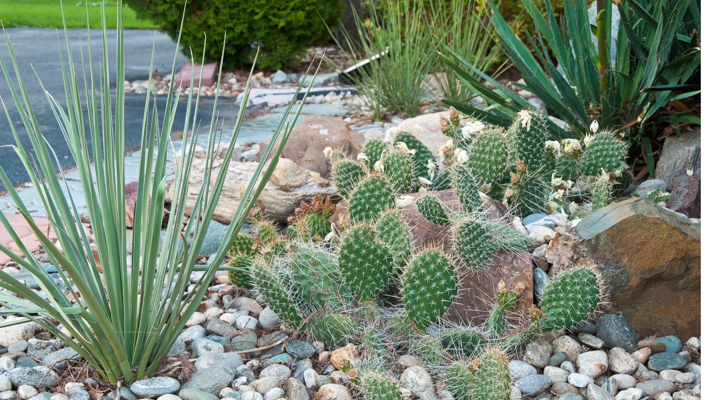 צמחי קקטוסים