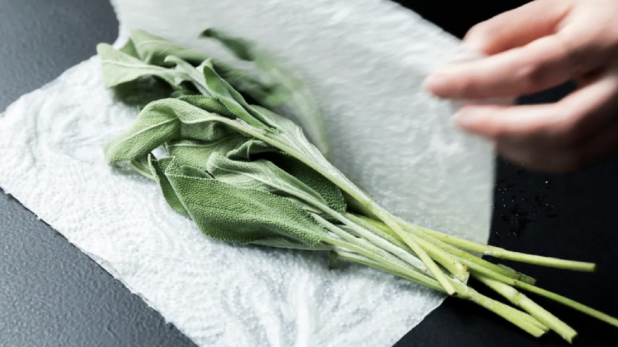 עשב עמיד במגבת נייר לחה 