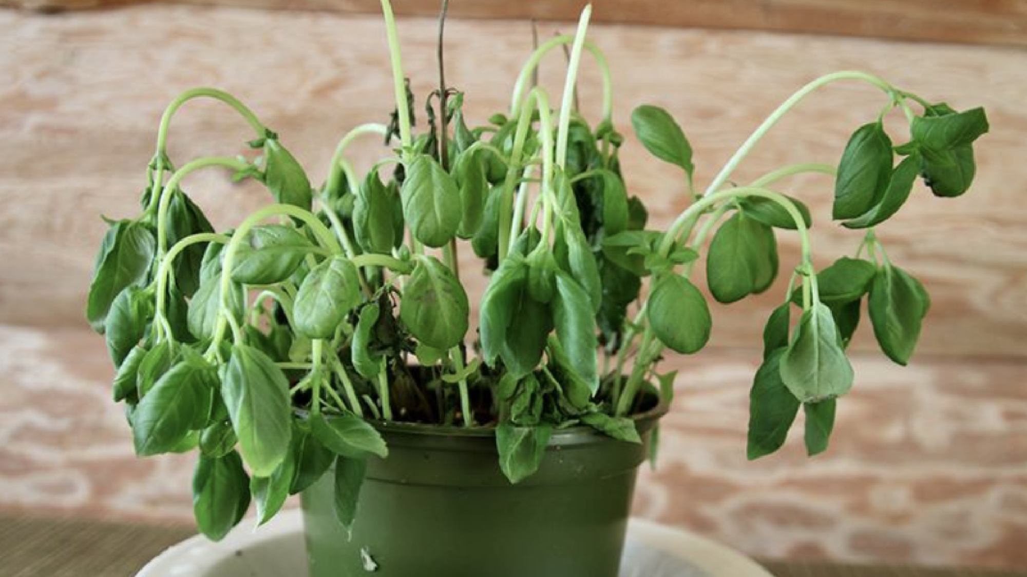 עשבי תיבול מתבלים 