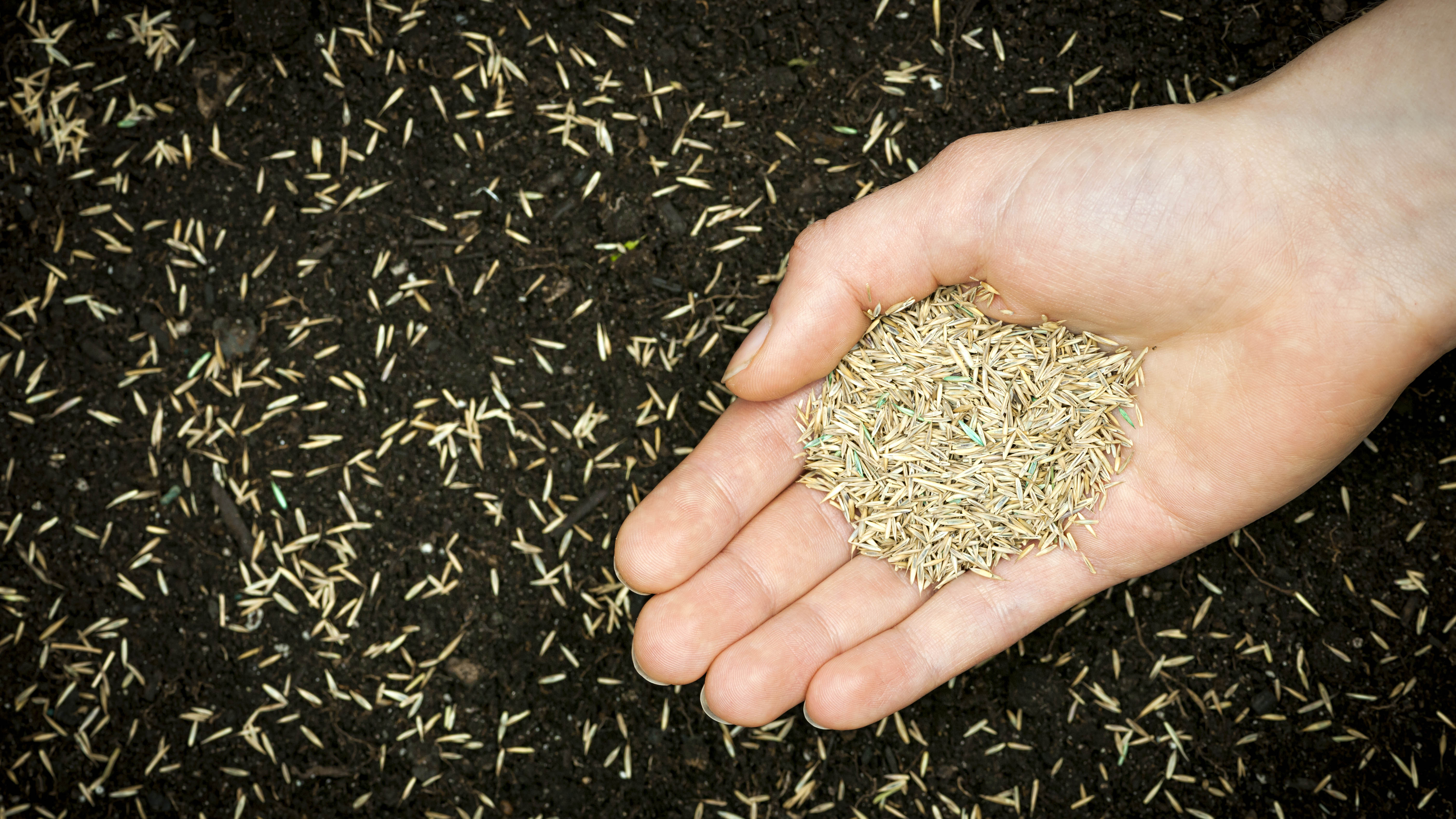 זרעי דשא מופצים ביד על האדמה