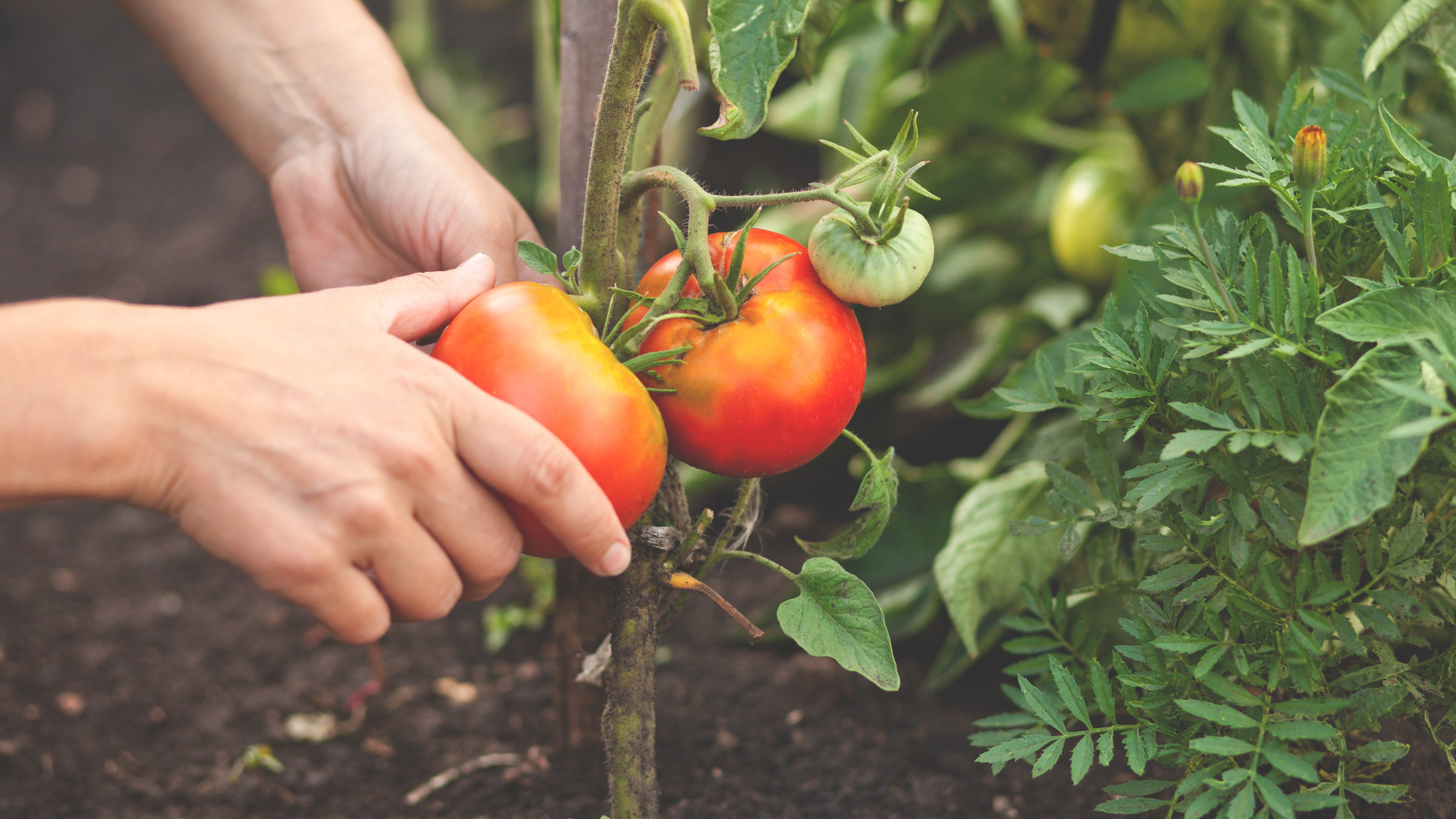 מישהו קוטף עגבניות מצמח עגבניות