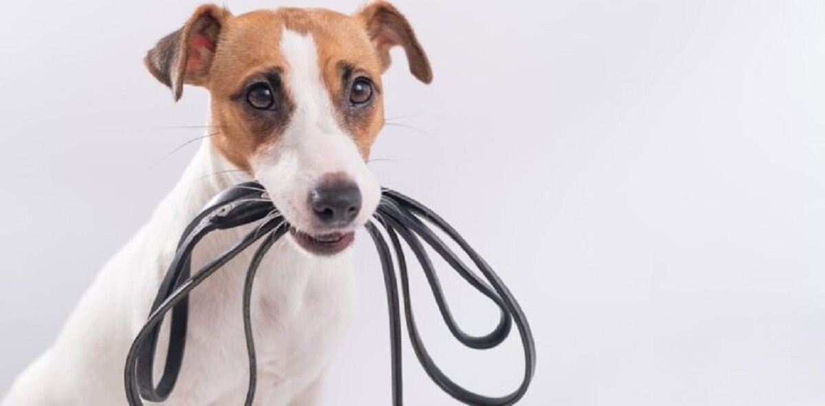 הוצאת כלב לטיול_1