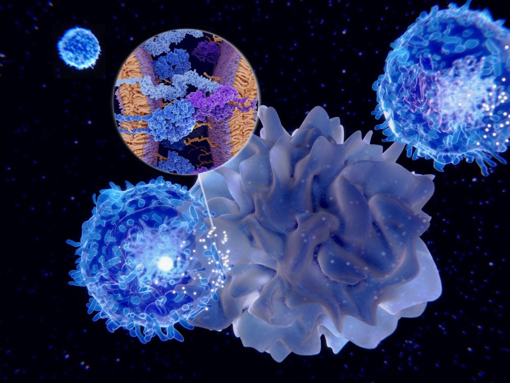Study: Progestogen-driven B7-H4 contributes to onco-fetal immune tolerance. Image Credit: Juan Gaertner/Shutterstock.com