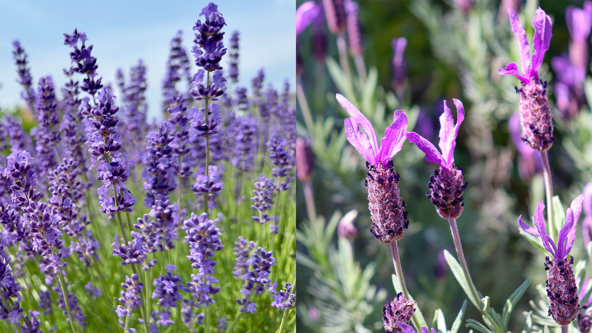 פרחי לבנדר אנגלי וצרפתי