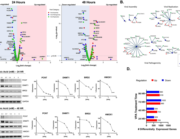 חומצה ולפרואית מראה הבטחה בהפחתת חומרת COVID-19 ובאשפוז