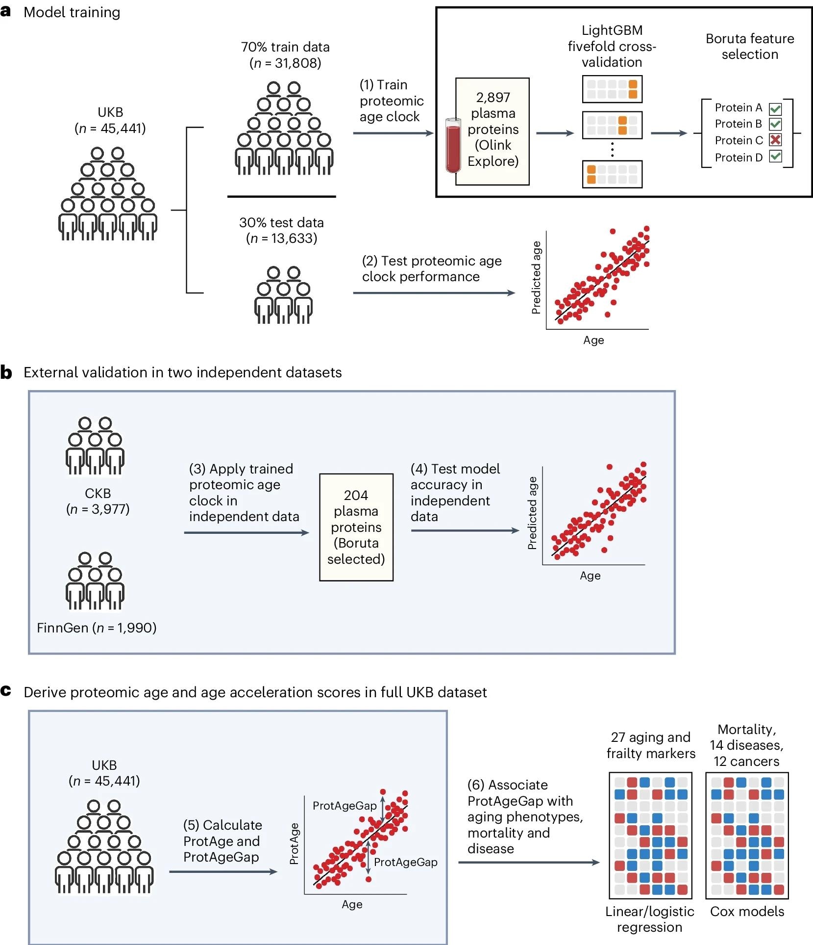 א, משתתפי UKB חולקו למערכות אימון ומבחנים ביחס של 70:30. במערך האימונים, מודל LightGBM הוכשר לחזות גיל כרונולוגי באמצעות 2,897 חלבוני פלזמה ואימות צולב פי חמישה. זיהינו 204 חלבונים הרלוונטיים לחיזוי גיל כרונולוגי באמצעות אלגוריתם בחירת תכונות Boruta ואימנו מחדש מודל LightGBM מעודן באמצעות 204 חלבונים אלה, שהוערך לאחר מכן במערך הבדיקות של UKB. ב, נעשה שימוש בנתונים בלתי תלויים מ-CKB ו-FinnGen לצורך אימות בלתי תלוי נוסף של מודל שעון הגיל הפרוטאומי. ג, גיל חזוי חלבון (ProtAge) חושב במדגם UKB המלא באמצעות אימות צולב פי חמישה ו-LightGBM. ProtAgeGap חושב כהפרש בין ProtAge לגיל כרונולוגי. השתמשנו ברגרסיה ליניארית ולוגיסטית כדי לבדוק קשרים בין ProtAgeGap לפאנל מקיף של סמני הזדקנות ביולוגיים ומדדים של שבריריות ומצב פיזי/קוגניטיבי. בנוסף, השתמשנו במודלים של סיכונים פרופורציונליים של Cox כדי לבדוק קשרים בין ProtAgeGap ותמותה, 14 מחלות נפוצות ו-12 סוגי סרטן. רוב ניתוחי הקשר בוצעו רק ב-UKB, בשל גודל המדגם הקטן יותר ב-CKB והיעדר מקרי מחלה ב-FinnGen. הדמות נוצרה עם BioRender.com.