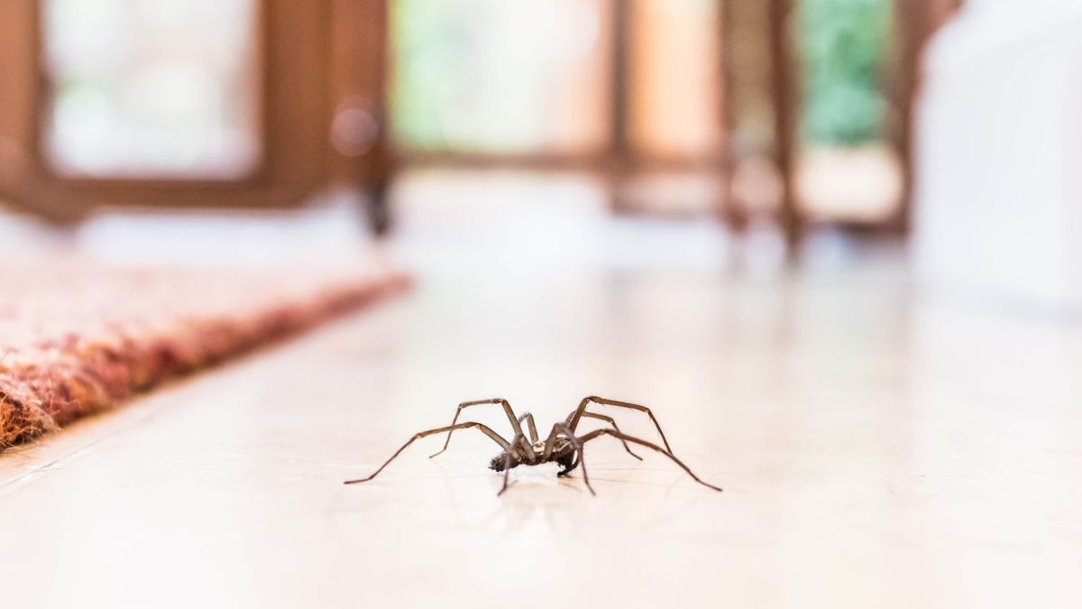 A spider on the floor in a home next to a rug