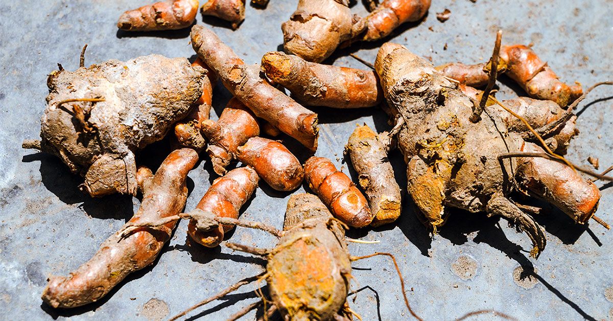 6 תוספי צמחים פופולריים הקשורים לסיכוני כבד פוטנציאליים