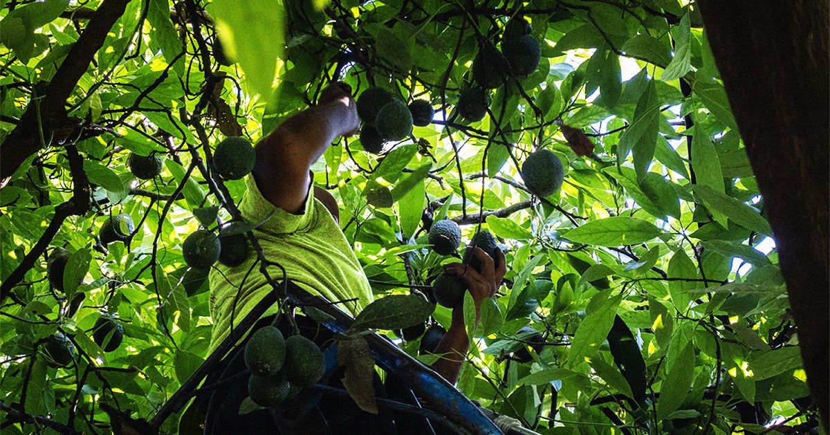 אכילת יותר שומנים צמחיים מדגנים, שמנים צמחיים עשויים להוריד את הסיכון למוות