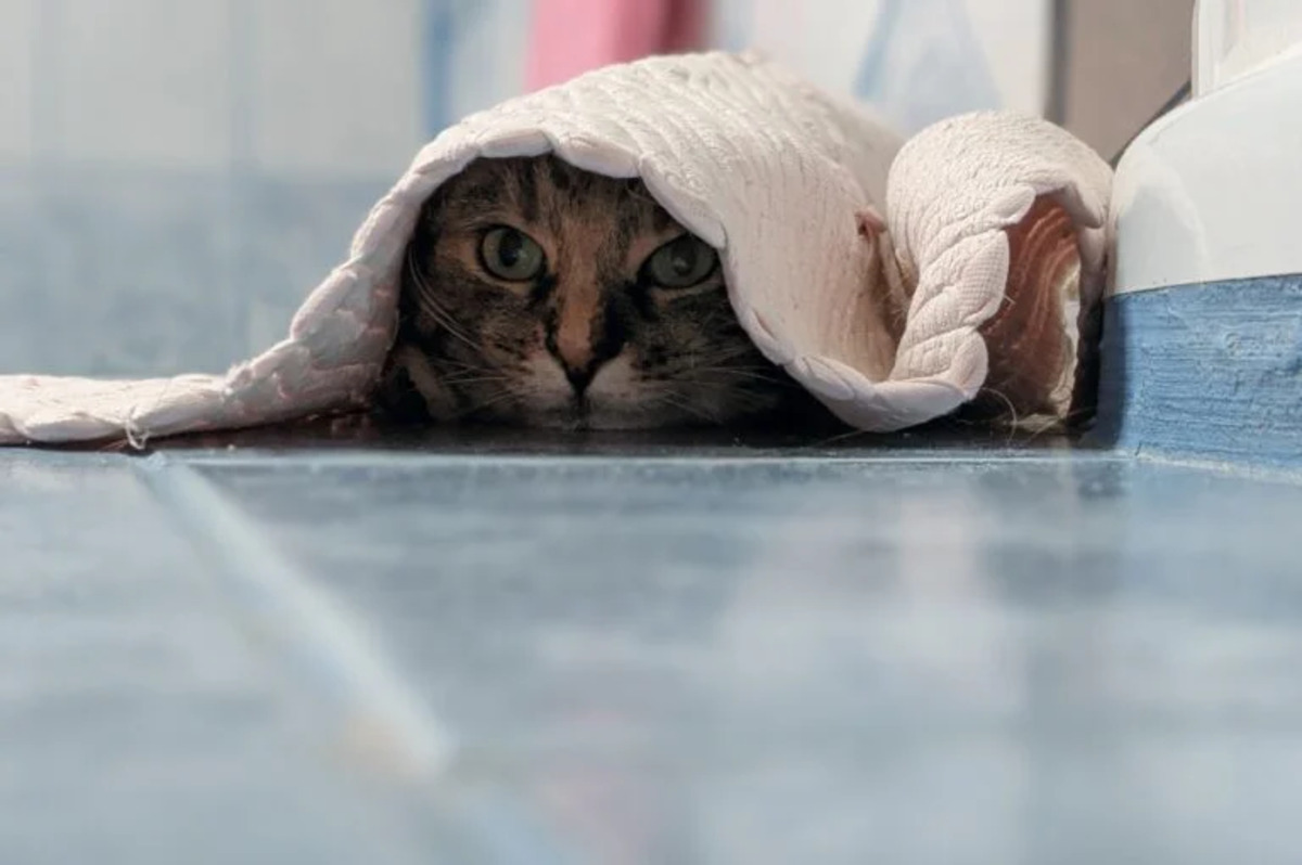 אפליקציות אנדרואיד