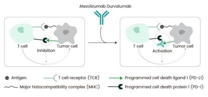 ה-FDA קיבל את מעכב PD-L1 Durvalumab לטיפול בסרטן רירית הרחם