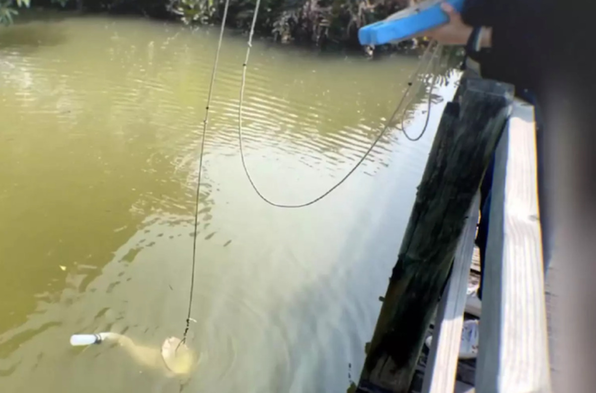 יצור רעיל לא ידוע