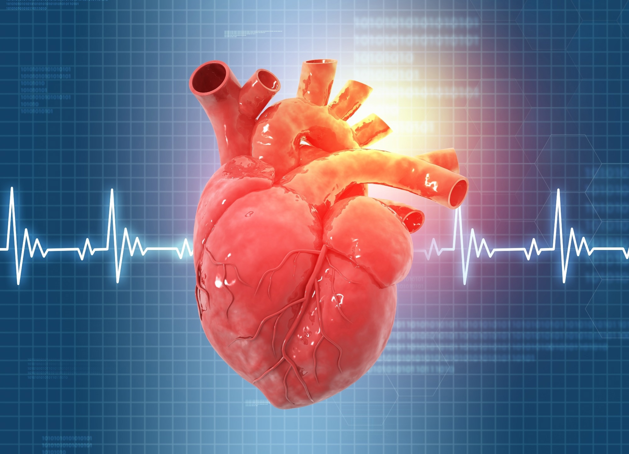 מטבוליט של חיידקי המעי נמצא כמווסת את הסיכון למחלות לב באמצעות קולטנים אדרנרגיים β2