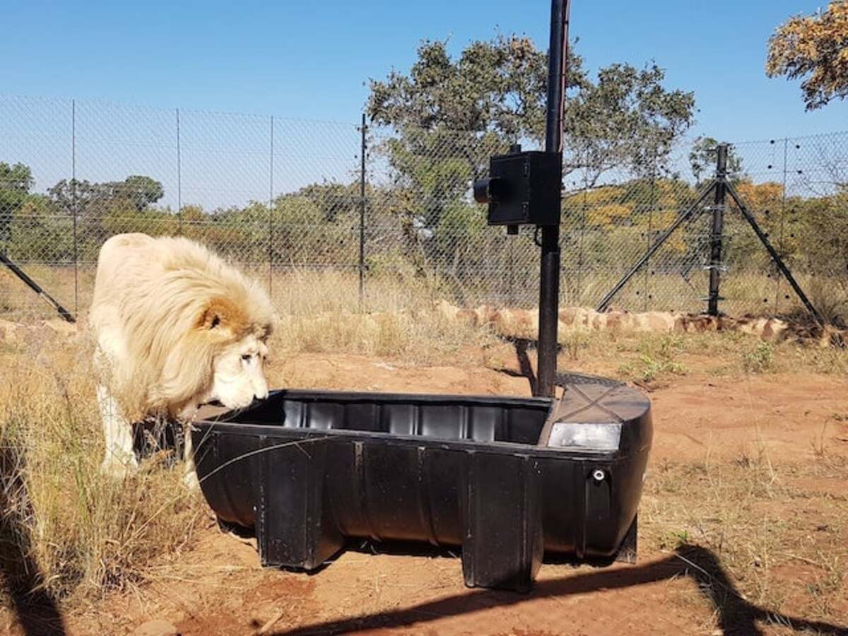 צלם חיות בר
