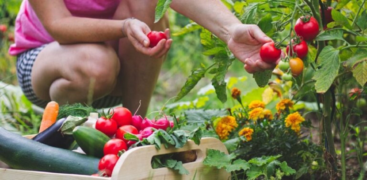 רגל של קישואים