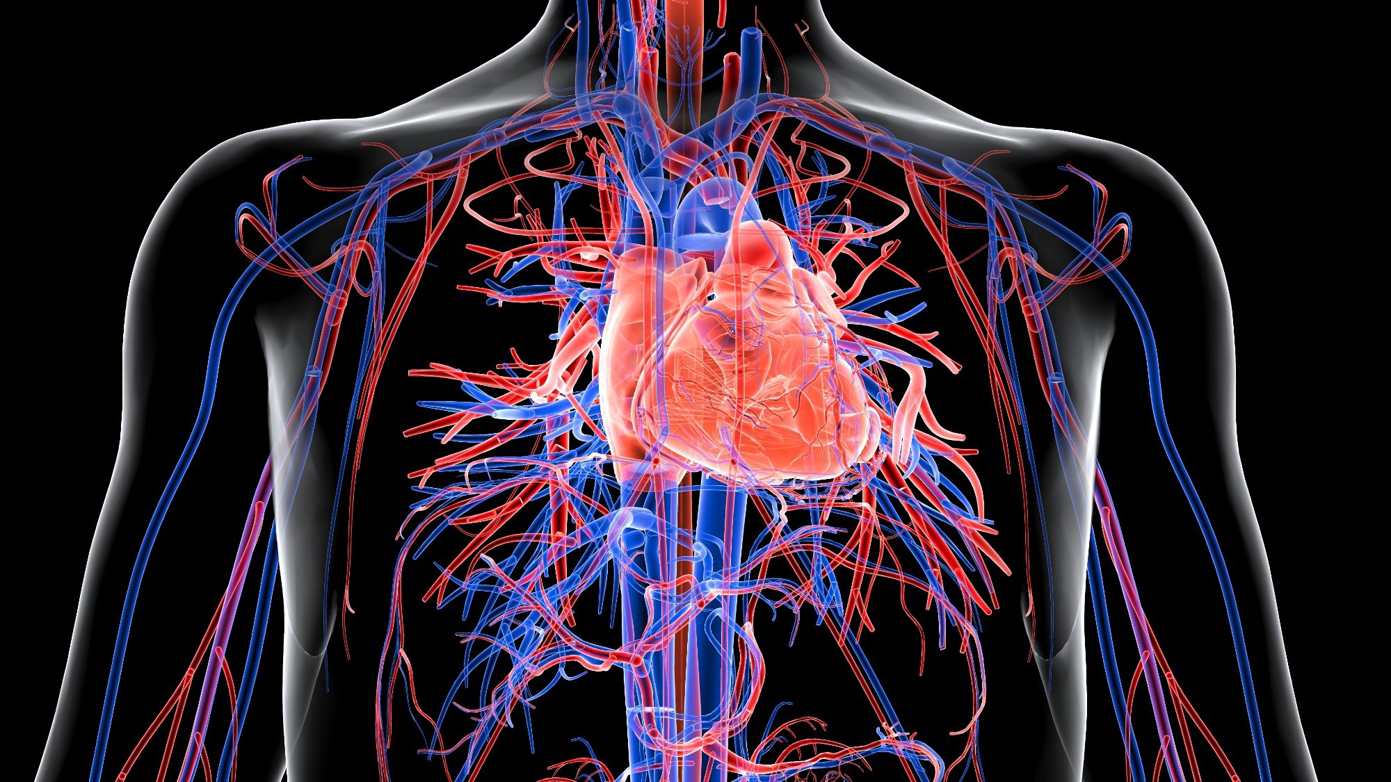 רקמת לב אנושית מהונדסת חושפת כיצד נוגדנים עצמיים לזאבת פוגעים בלב