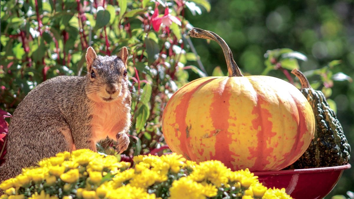 Squirrel and pumpkin