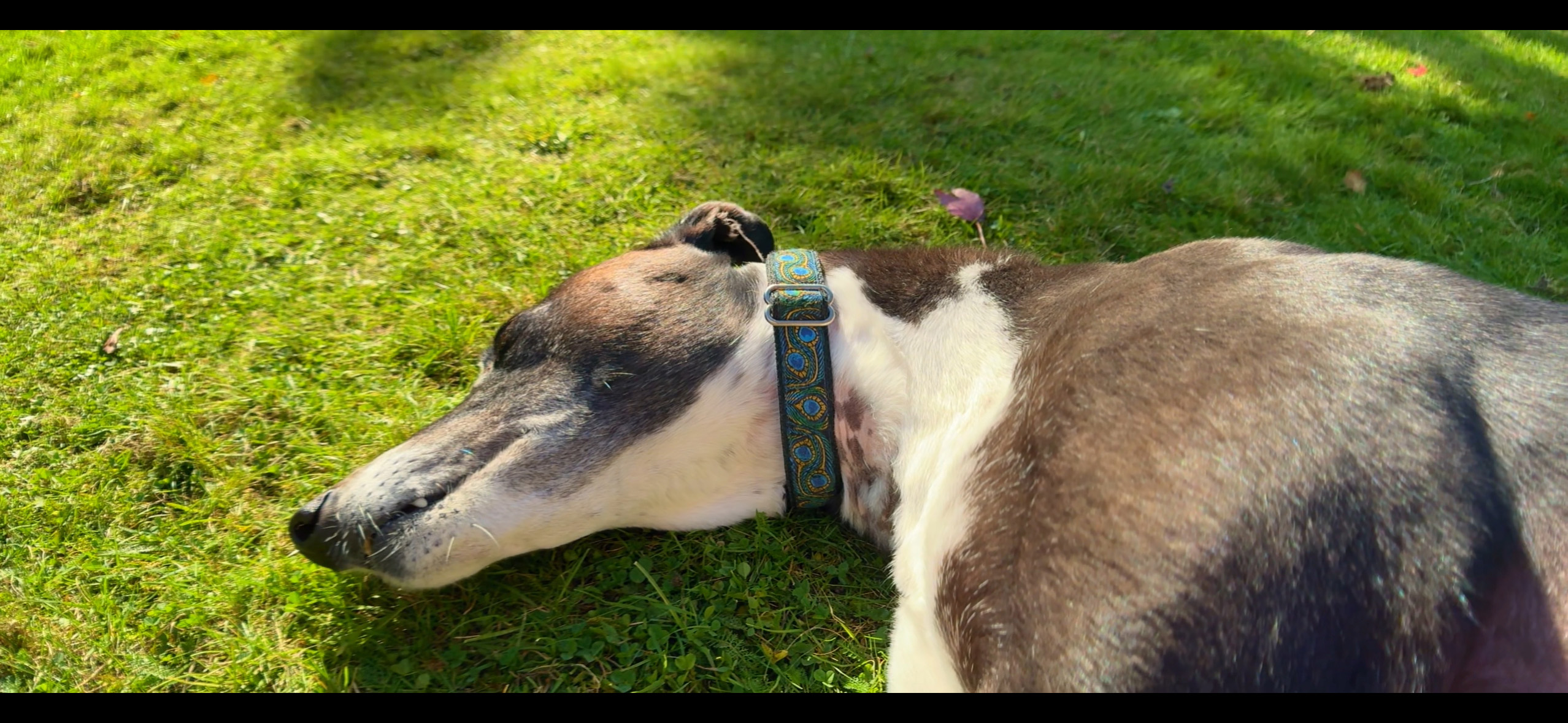 עדשה אנמורפית רגע