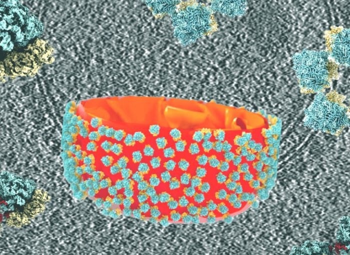 גילוי מפתיע בשמרים יכול לפתוח את הדלת לטיפולי סרטן חדשים