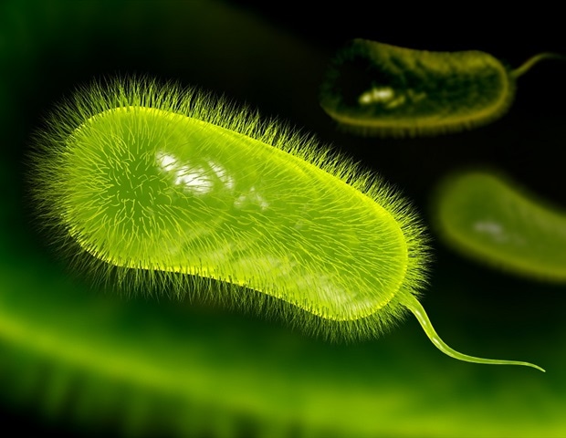 השפעת הגנוטיפ TLR10 rs10004195 על הרגישות לזיהום הליקובקטר פילורי