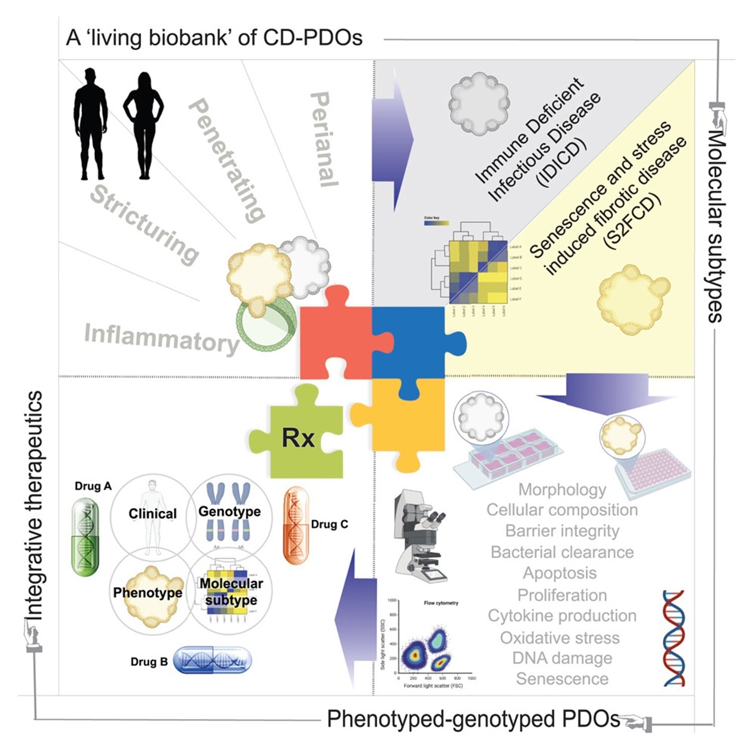 Study: A living organoid biobank of patients with Crohn’s disease reveals molecular subtypes for personalized therapeutics.