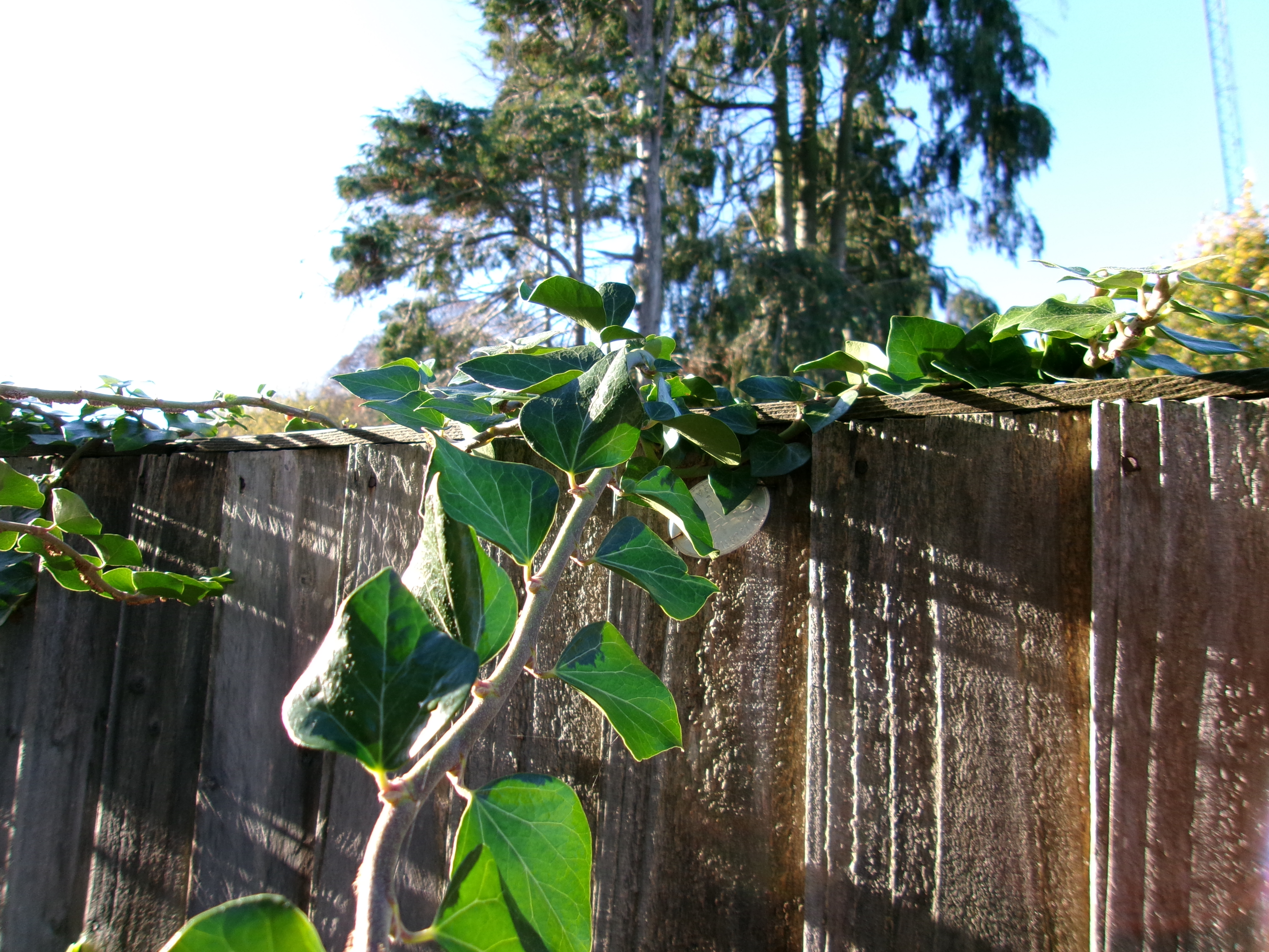 תמונה שצולמה במצלמה קומפקטית של Kodak PIXPRO FZ45