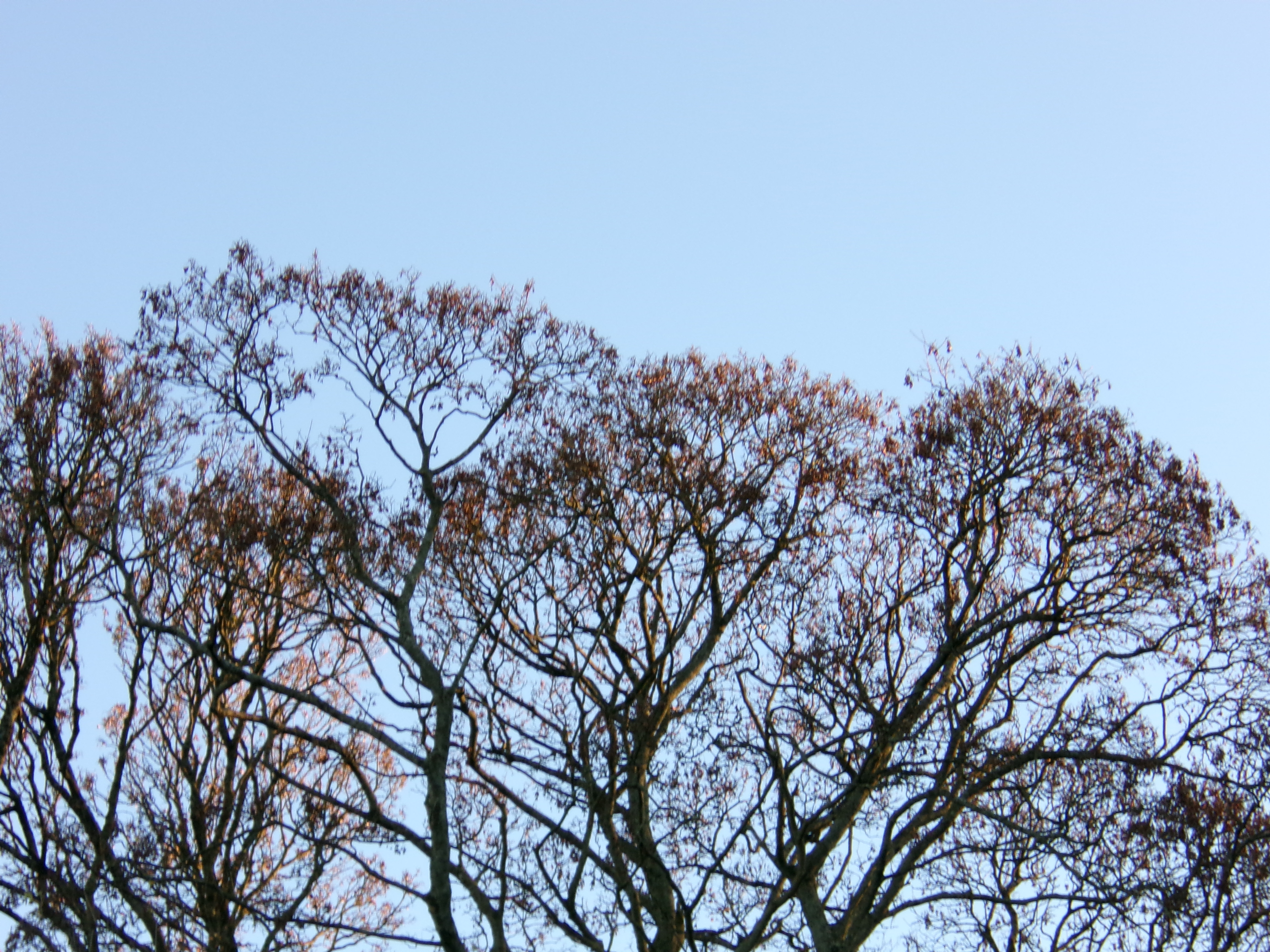 תמונה שצולמה במצלמה קומפקטית של Kodak PIXPRO FZ45