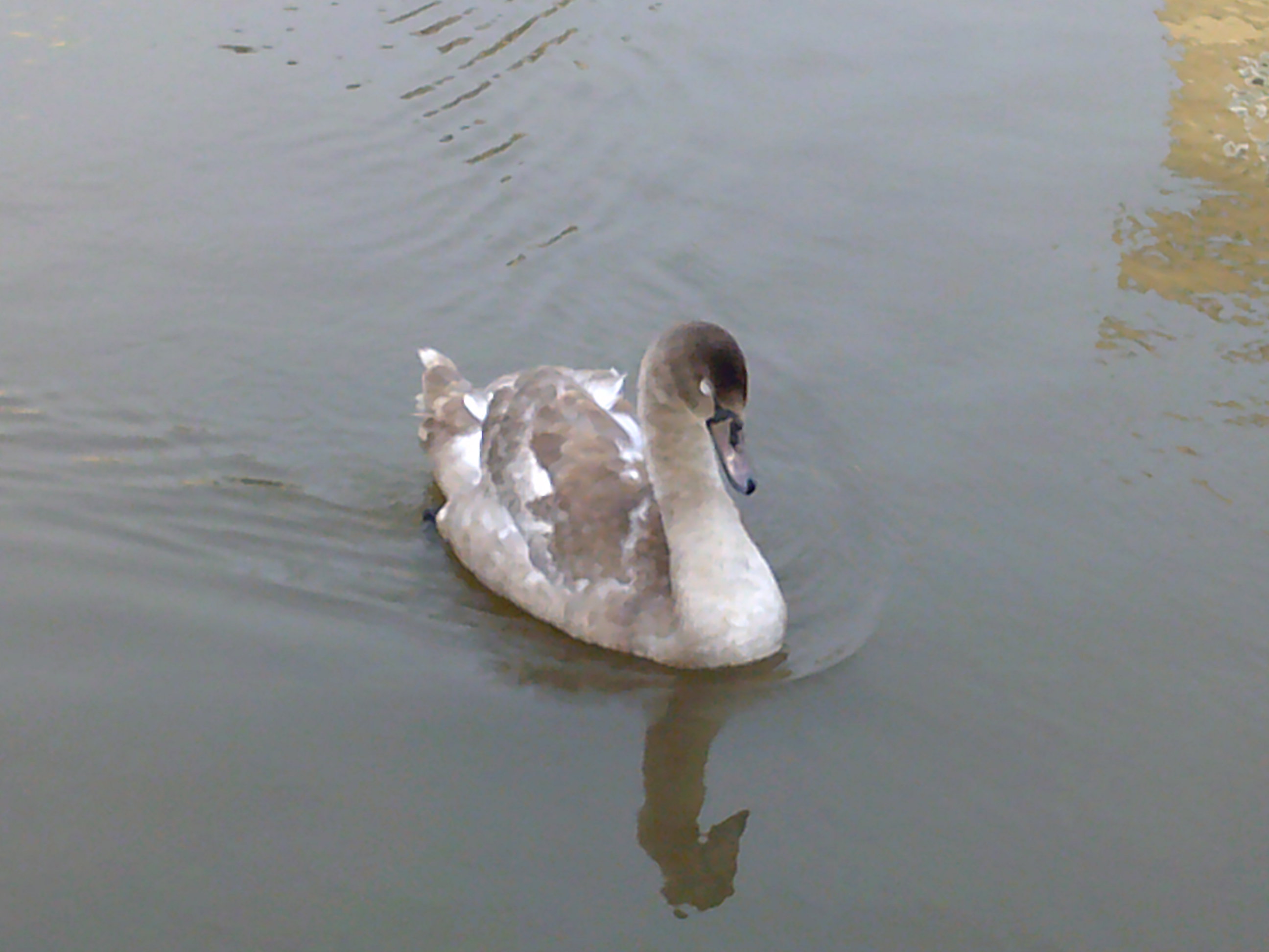 תמונה שצולמה במצלמה קומפקטית AgfaPhoto Realishot DC5500