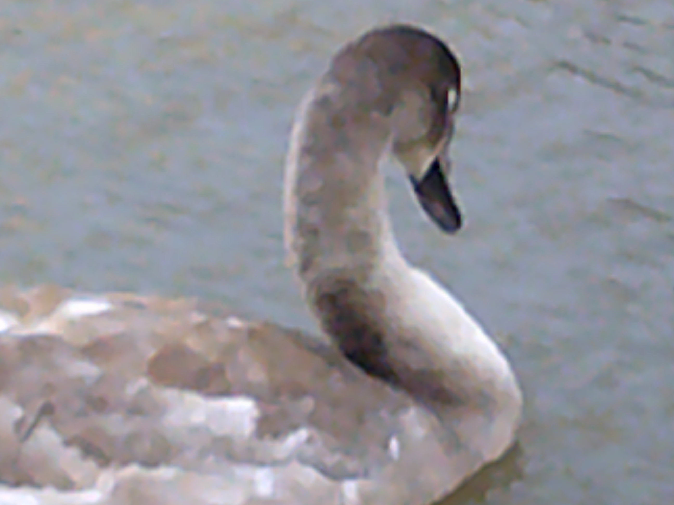 תמונה שצולמה במצלמה קומפקטית AgfaPhoto Realishot DC5500