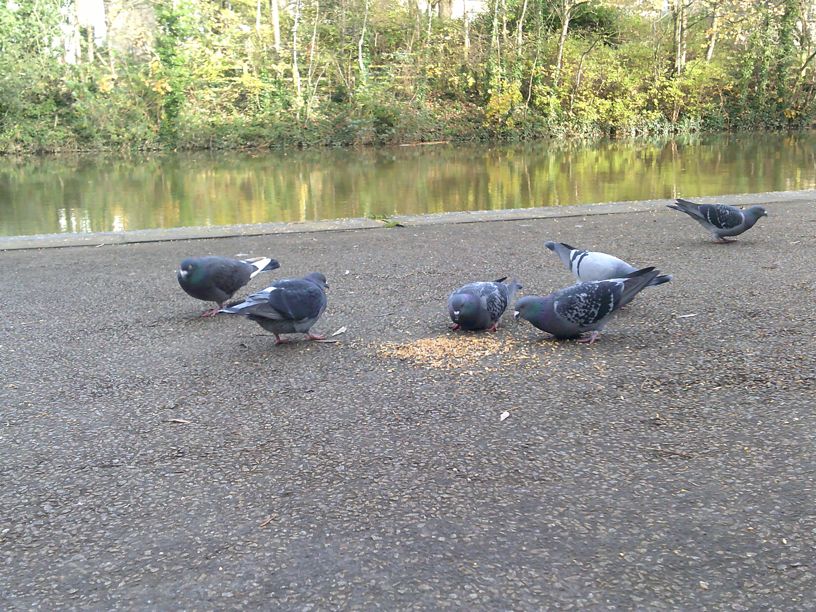 תמונה שצולמה במצלמה קומפקטית AgfaPhoto Realishot DC5500