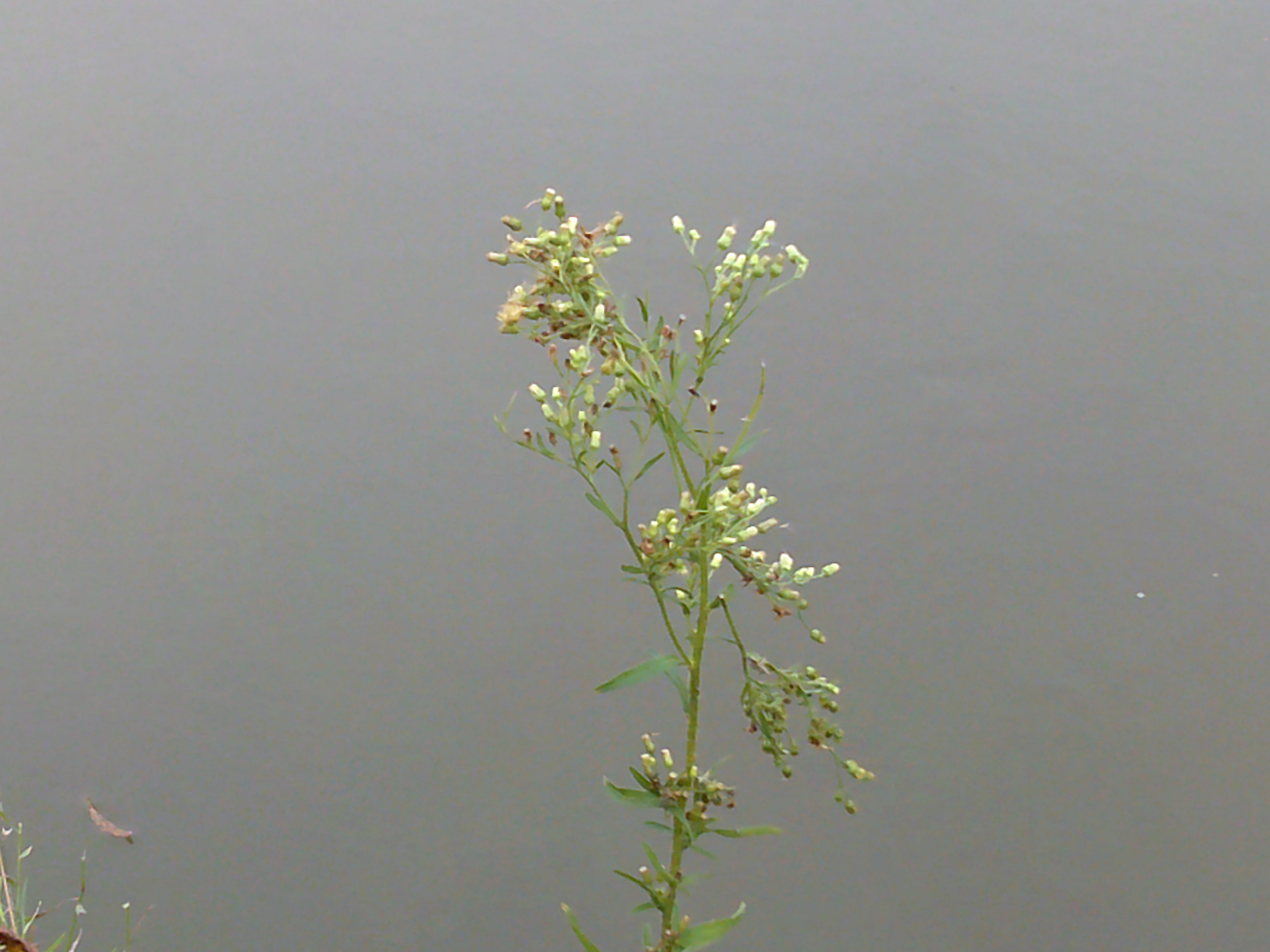 תמונה שצולמה במצלמה קומפקטית AgfaPhoto Realishot DC5500