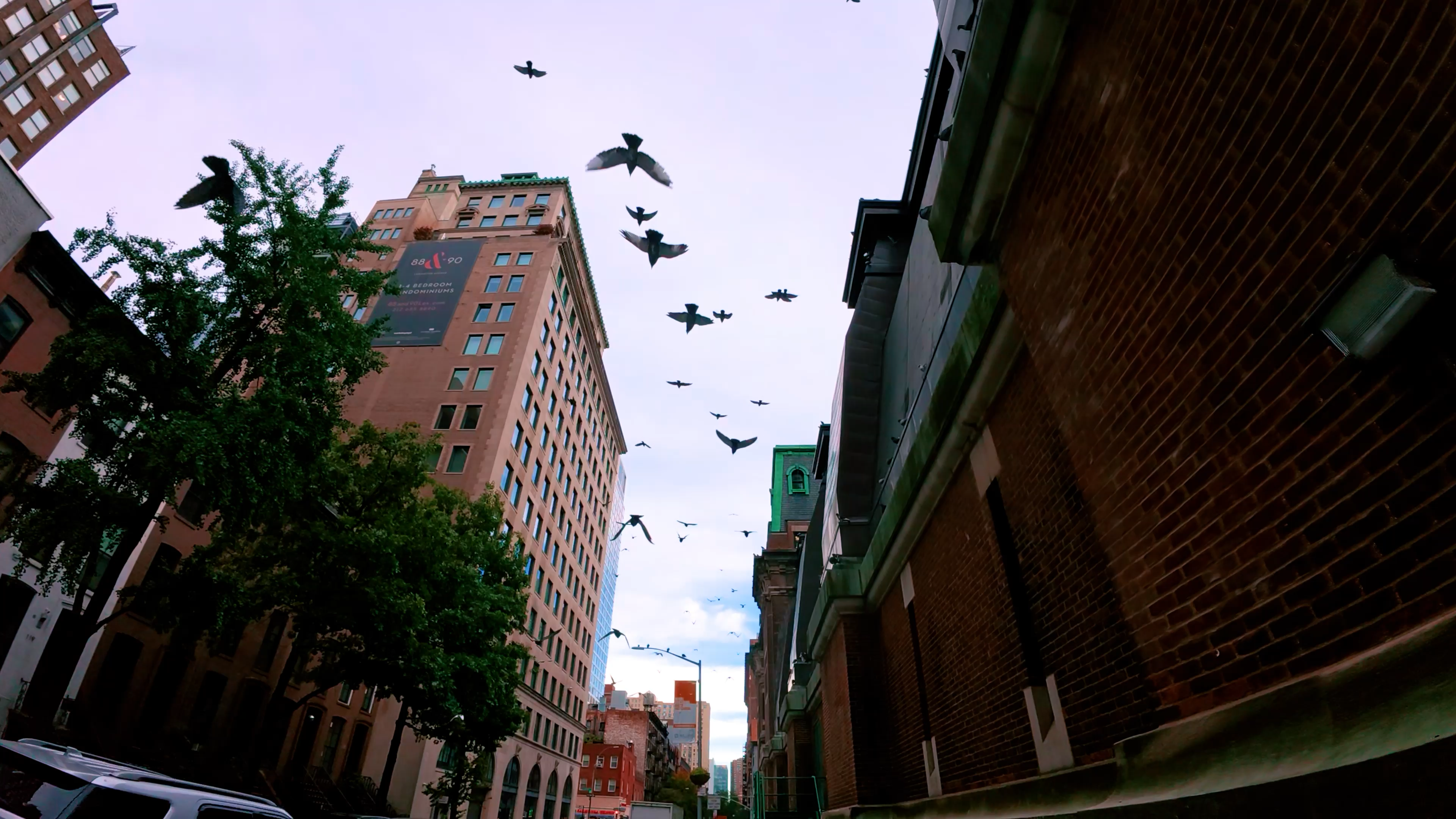 מדורג צבע D-LOG M