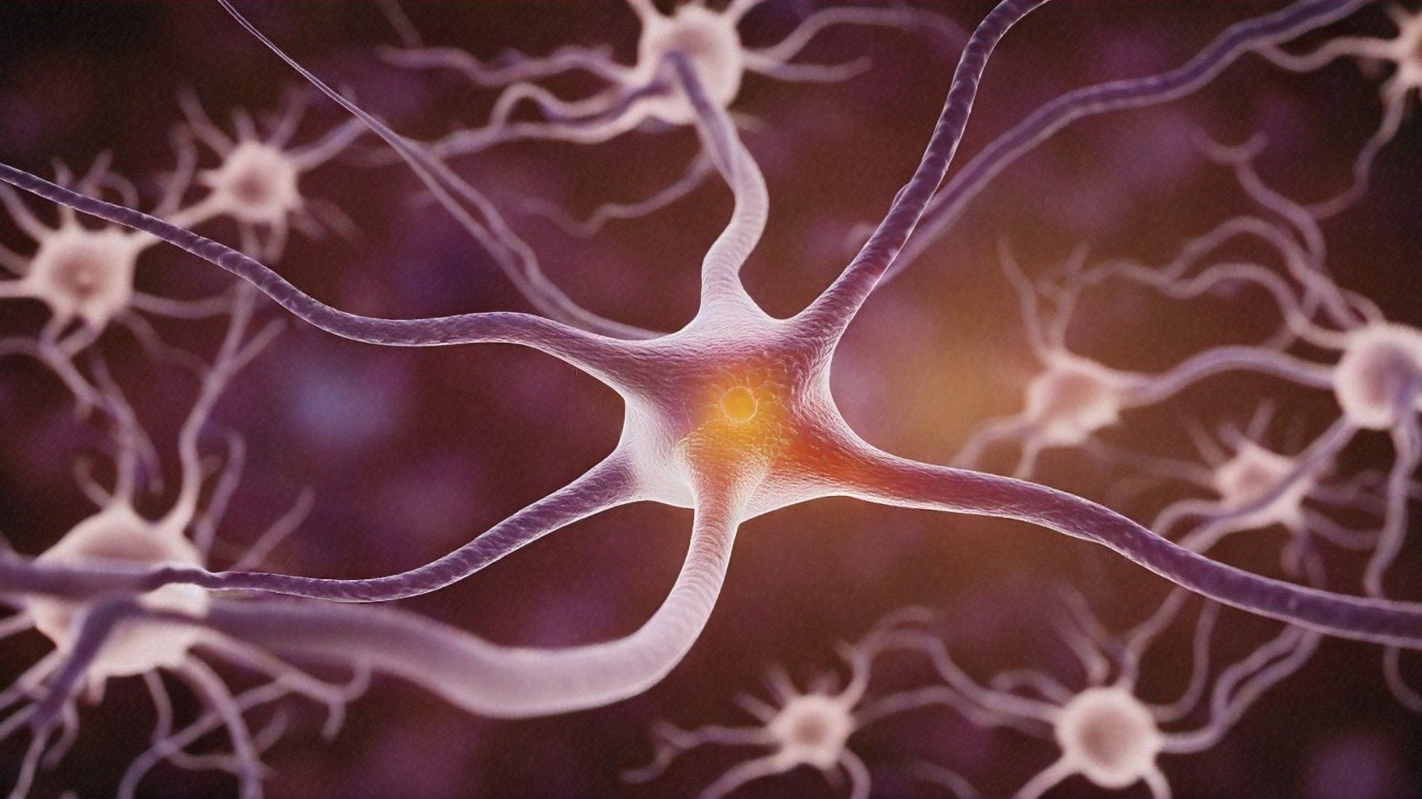 מחקר מזהה שורשים תאיים ומולקולריים של הבדלי קישוריות מוחיים בודדים