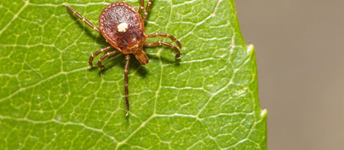 ‏7 צמחים שמרחיקים קרציות ושומרים על החצר שלך נקייה